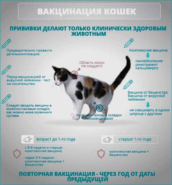 В каком возрасте можно отдавать котят