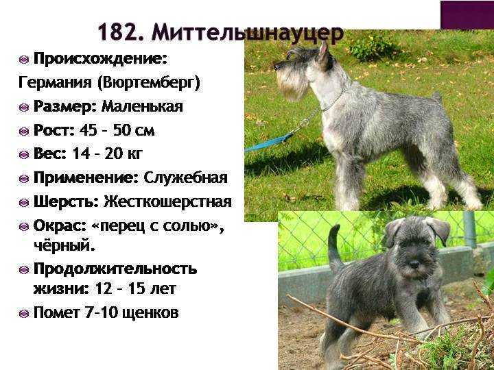 Миттельшнауцер: история, стандарт и особенности содержания (+ фото) | ваши питомцы