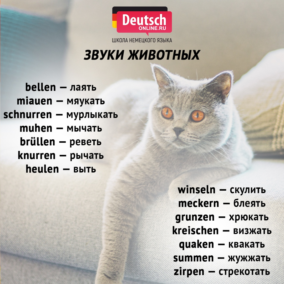Как тебя назвать британец?