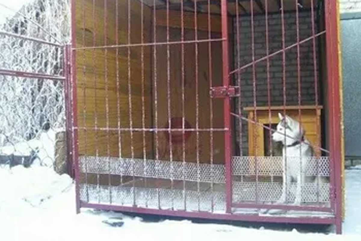 Как выбрать, ухаживать и воспитывать щенков хаски