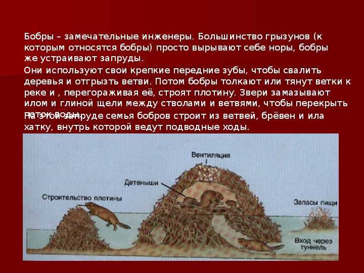 Охота на бобра и её особенности | животный мир