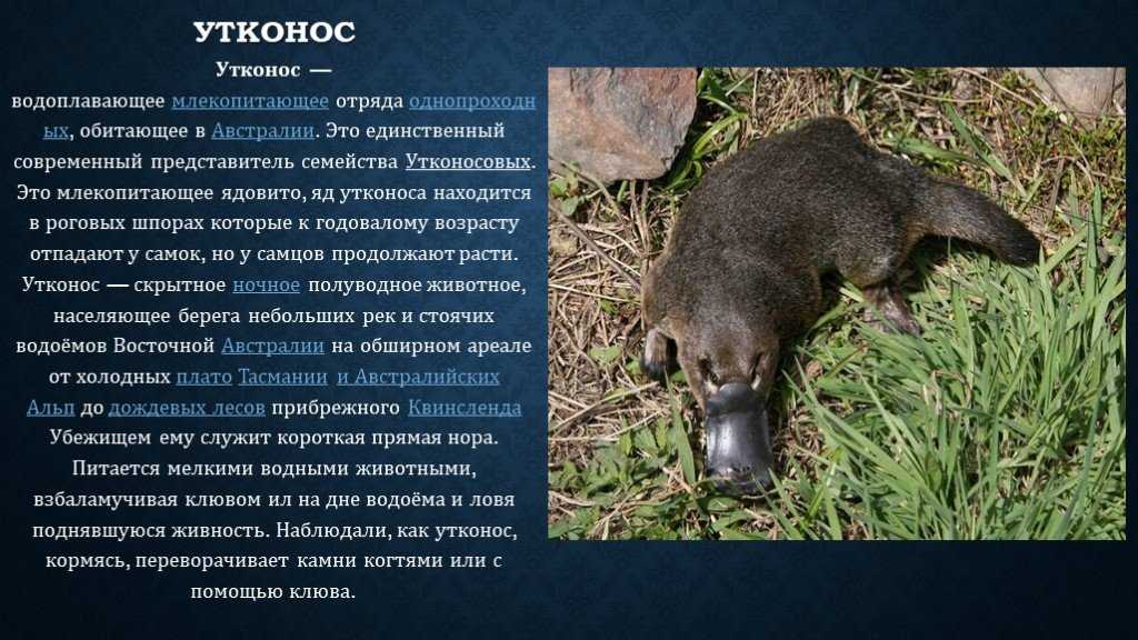 Яйцекладущие