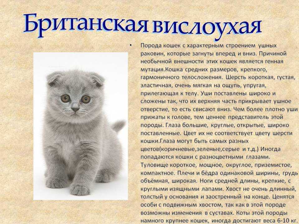 Как назвать шотландскую кошку, кота и котенка?