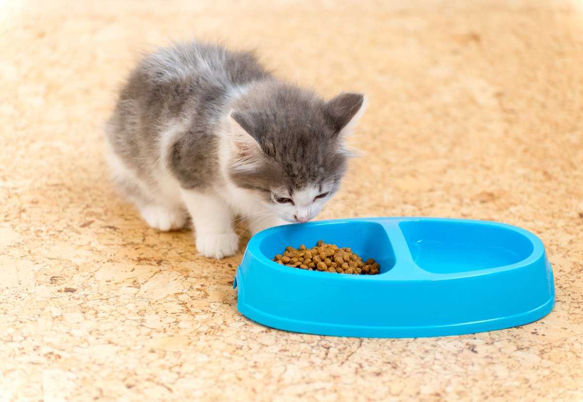 Котенок не пьет воду: причины, что делать?