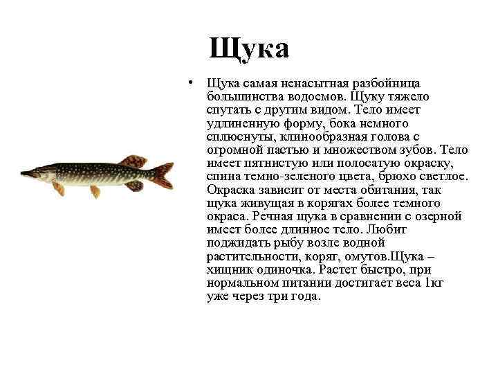 Ряпушка, что это за рыба – где водится описание с фото