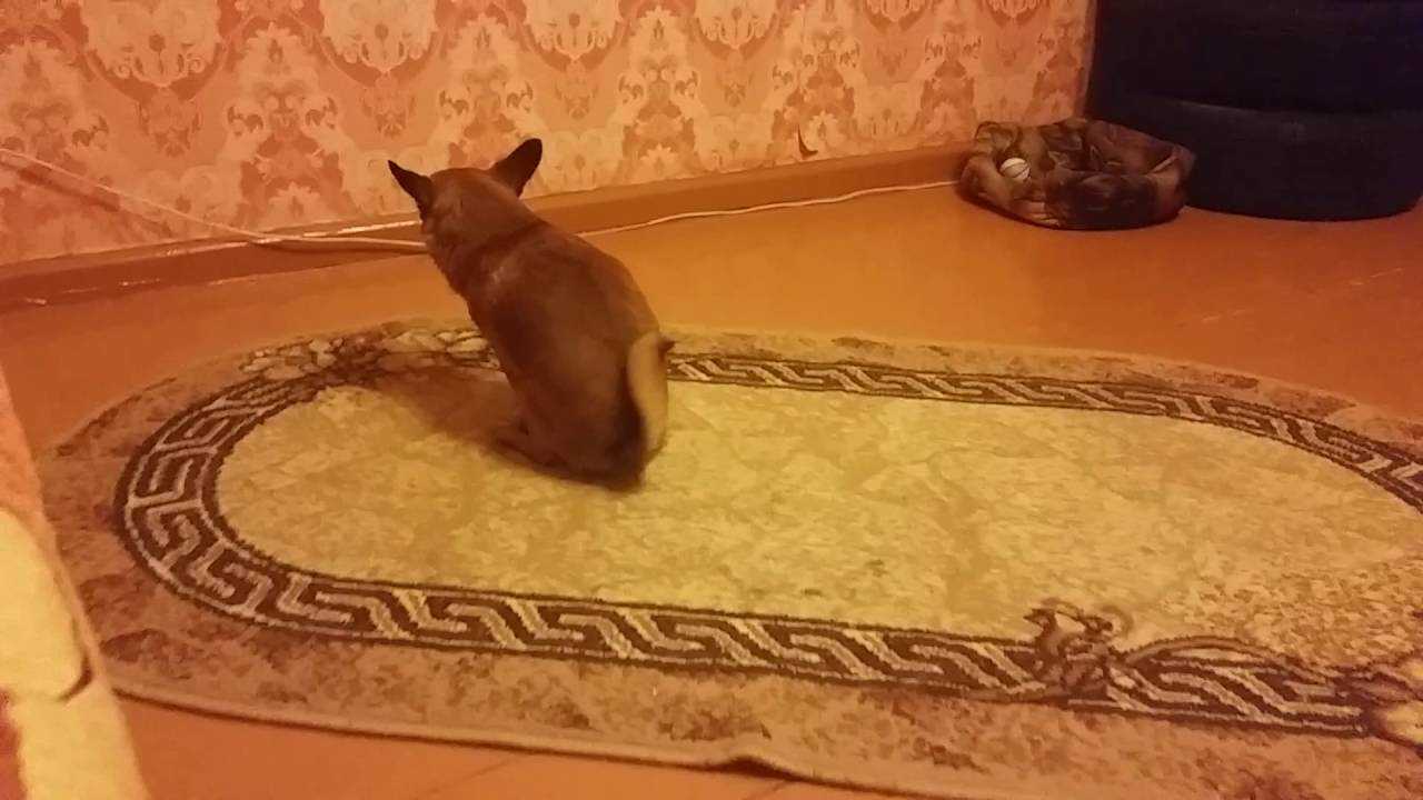 Причины, по которым кошка ездит на попе и катается на спине