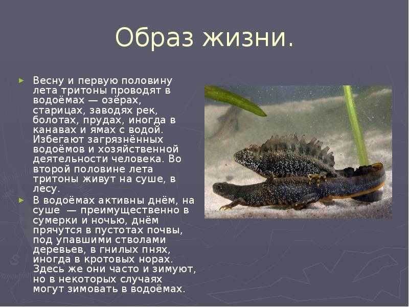 Тритоны. сайт про зверей - zverosite.ru