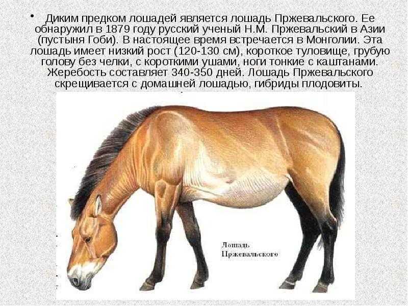 Лошадь пржевальского equus przewalskii