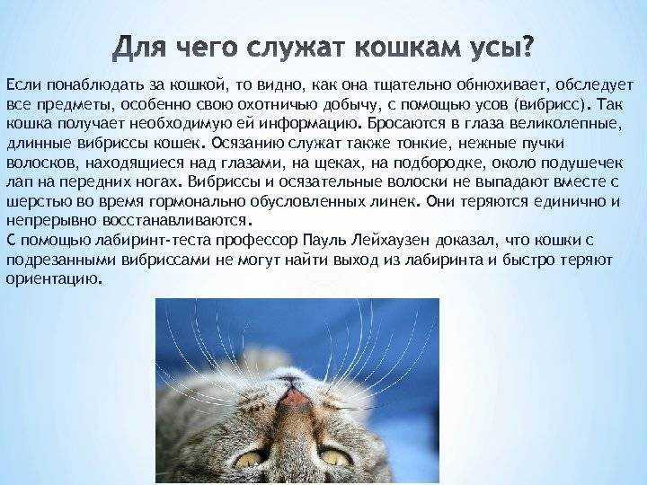 12 причин почему ломаются усы у кошки
12 причин почему ломаются усы у кошки