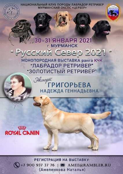 Золотистый ретривер и лабрадор отличия: чем отличаются породы, какая между ними разница, кто лучше и кого выбрать, а также смесь метис голдена и лабра с фото