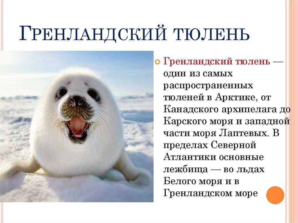 Морские котики – это млекопитающие, похожие на тюленя и морского льва Они живут на скалистых берегах островов в северном полушарии, в основном, в Беринговом море, вдоль западного побережья Северной Америки и на восточном берегу Азии до Японии