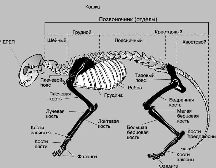 Анатомия кошки